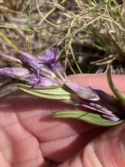 Gentianella amarella