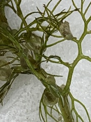 Utricularia macrorhiza