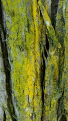 Chrysothrix candelaris