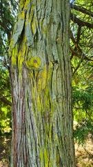 Chrysothrix candelaris