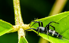 Poecilochroa