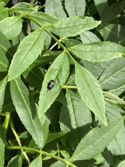 Ellipsidion australe