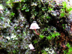 Mycena corticola