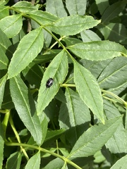 Ellipsidion australe