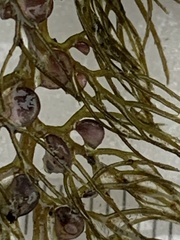 Utricularia macrorhiza