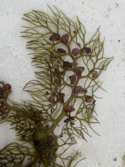 Utricularia macrorhiza