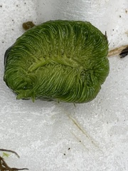 Utricularia macrorhiza