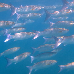 Crenimugil crenilabis