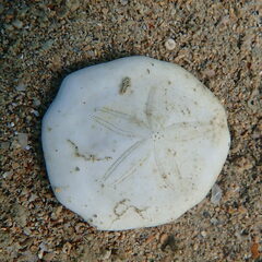 Jacksonaster depressum