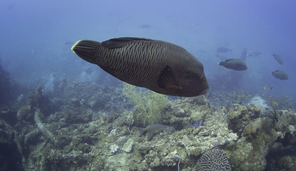 Humphead wrasse cruising above the Great Barrier Reef