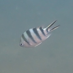 Abudefduf sexfasciatus