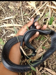 Drymarchon melanurus