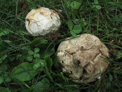 Mycenastrum corium