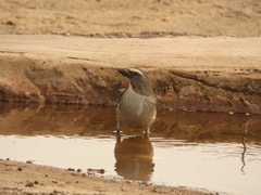 Saltator coerulescens