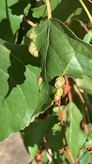 Thecabius populimonilis