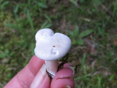 Clitocybe robusta