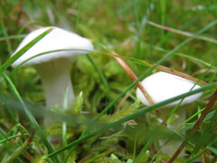 Clitocybe robusta
