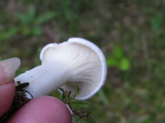Clitocybe robusta