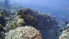 Epinephelus fuscoguttatus