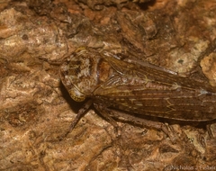 Putoniessa minima