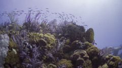 Epinephelus fuscoguttatus