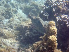 Cheilinus chlorourus