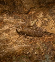 Putoniessa minima