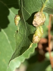 Thecabius populimonilis