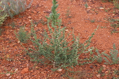 Salsola australis
