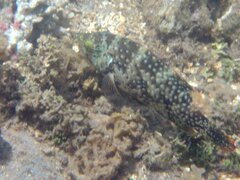 Cheilinus chlorourus