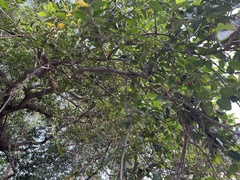 Ficus benghalensis