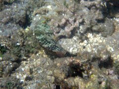 Cheilinus chlorourus