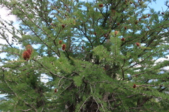 Larix lyallii