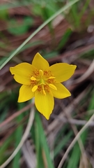 Calochortus barbatus