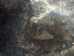 Cheilinus chlorourus