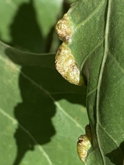 Thecabius populimonilis