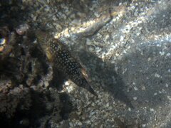 Cheilinus chlorourus