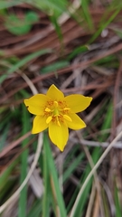 Calochortus barbatus