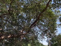 Ficus benghalensis