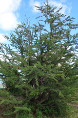 Larix lyallii