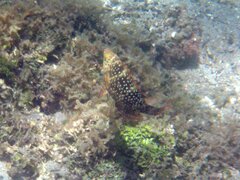 Cheilinus chlorourus