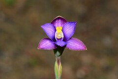 Thelymitra matthewsii