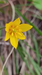 Calochortus barbatus