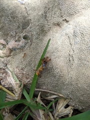 Anoplolepis gracilipes