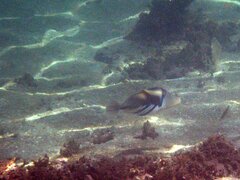 Rhinecanthus aculeatus