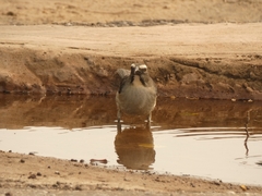 Saltator coerulescens