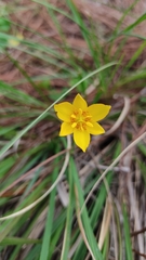 Calochortus barbatus