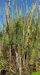 Thelypteris palustris