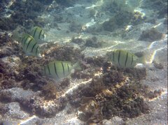 Acanthurus triostegus