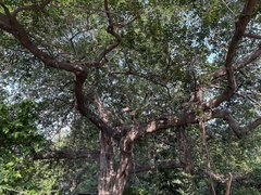 Ficus benghalensis